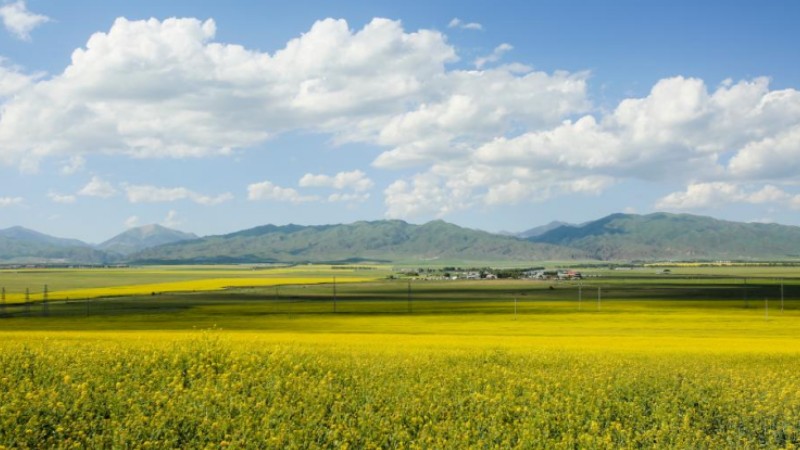 NW China's Zhaosu County enters peak tourism season in summer