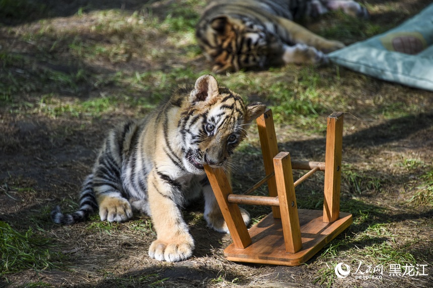 Siberian tiger cubs grow healthily in zoo in NE China's Harbin