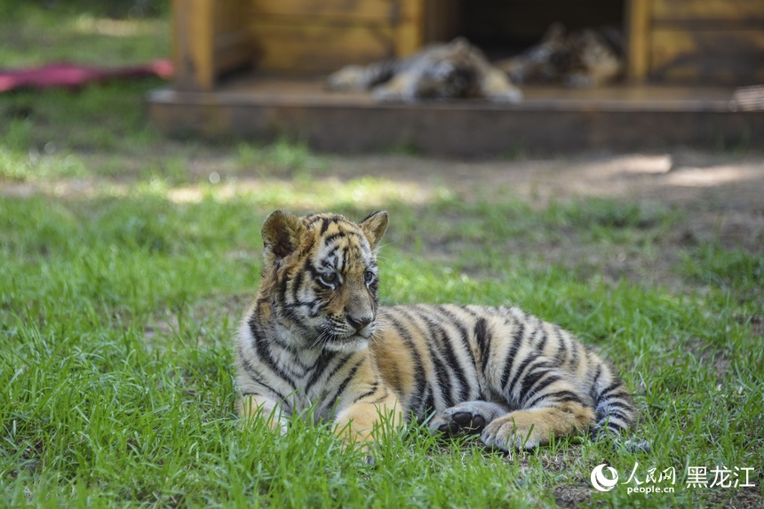 Siberian tiger cubs grow healthily in zoo in NE China's Harbin