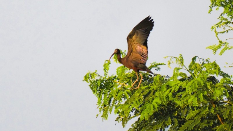 Glossy ibis, once believed extinct in China, spotted in SW China's Chongqing for first time