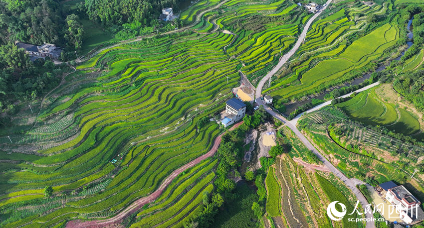 In pics: Autumn harvest in SW China's Sichuan