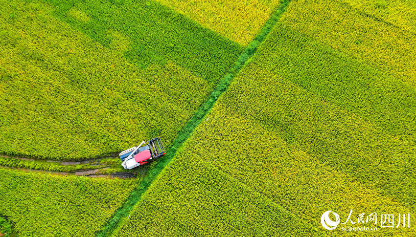 In pics: Autumn harvest in SW China's Sichuan