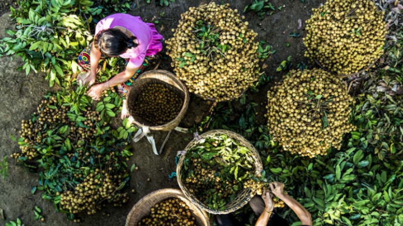 Farmers harvest longans in Luzhou, SW China's Sichuan