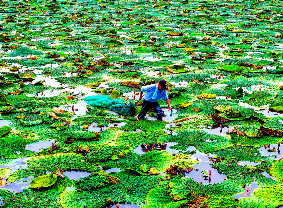 Prickly waterlily seeds become major industry of district in Huaian, E China's Jiangsu