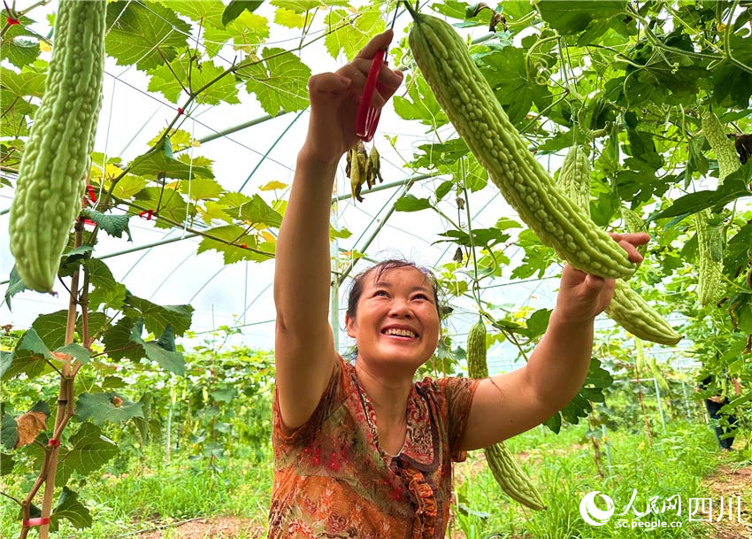 In pics: Autumn harvest in Renshou, SW China's Sichuan