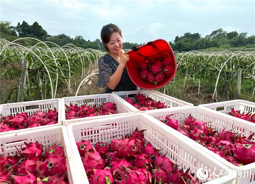 In pics: Autumn harvest in Renshou, SW China's Sichuan