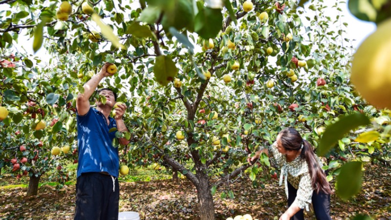 Pears enter harvest season in Luoyang, C China's Henan