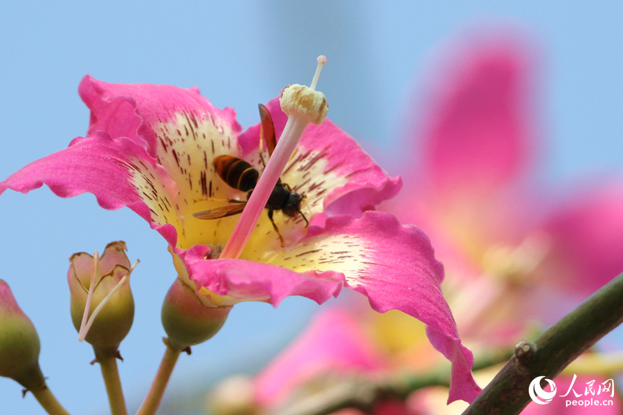 In pics: Floss silk trees blossom in Xiamen, SE China’s Fujian