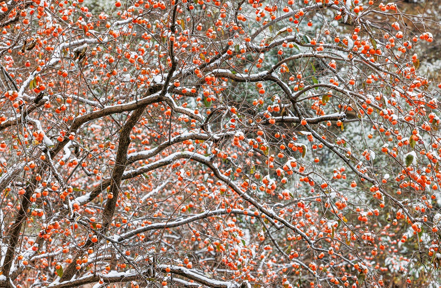 Red persimmons add a splash of color to winter in China's Taihang Mountains