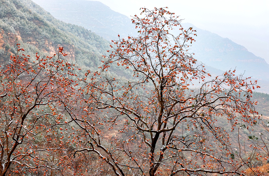 Red persimmons add a splash of color to winter in China's Taihang Mountains