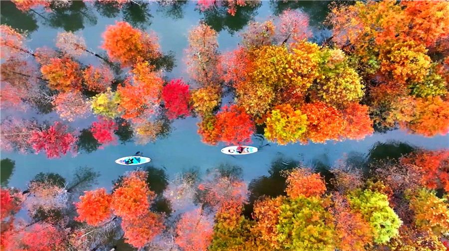 Picturesque scenery of bald cypress trees in E China's Anhui