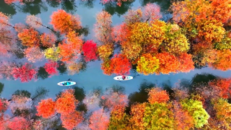 Picturesque scenery of bald cypress trees in E China's Anhui