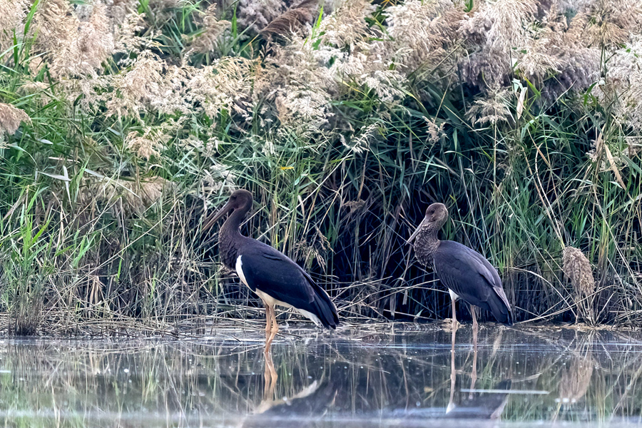 Rare storks spotted in Xiamen, SE China's Fujian