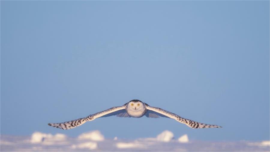 Rare owl looking like Hedwig in Harry Potter appears in Inner Mongolia