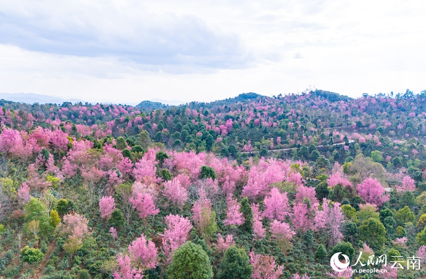 Cherry blossoms adorn winter in SW China's Yunnan