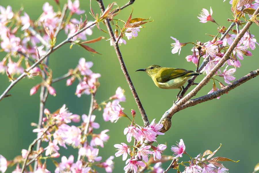 In pics: Blooming cherry blossoms in Xiamen