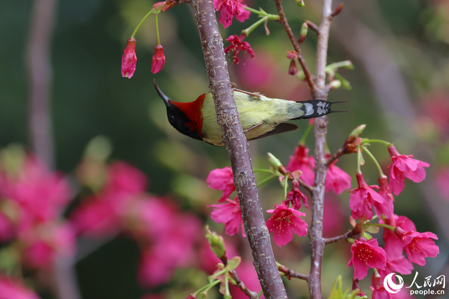 In pics: Blooming cherry blossoms in Xiamen