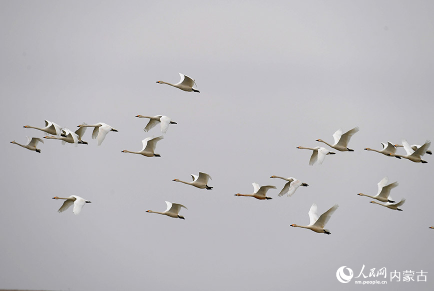 Migratory birds seen at Hulun Lake, N China's Inner Mongolia