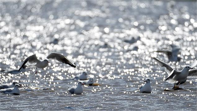 Migratory birds seen at Hulun Lake, N China's Inner Mongolia