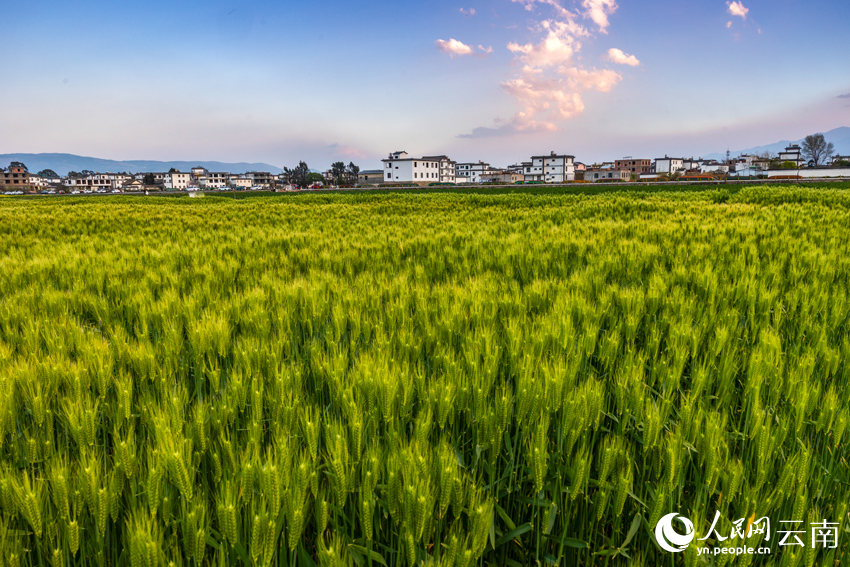 In pics: Wheat crops form beautiful view in spring in Dali, SW China's Yunnan