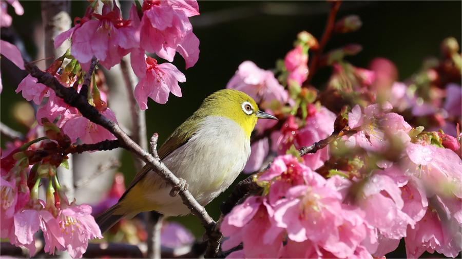 In pics: Mesmerizing cherry blossoms in Xiamen