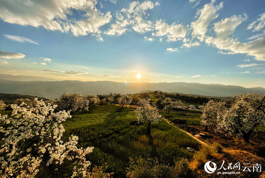 Pear blossoms paint springtime hues in SW China's Yunnan