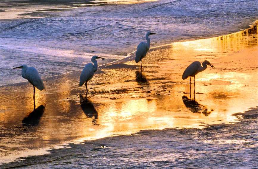 Migratory birds spotted in Karamay, NW China's Xinjiang