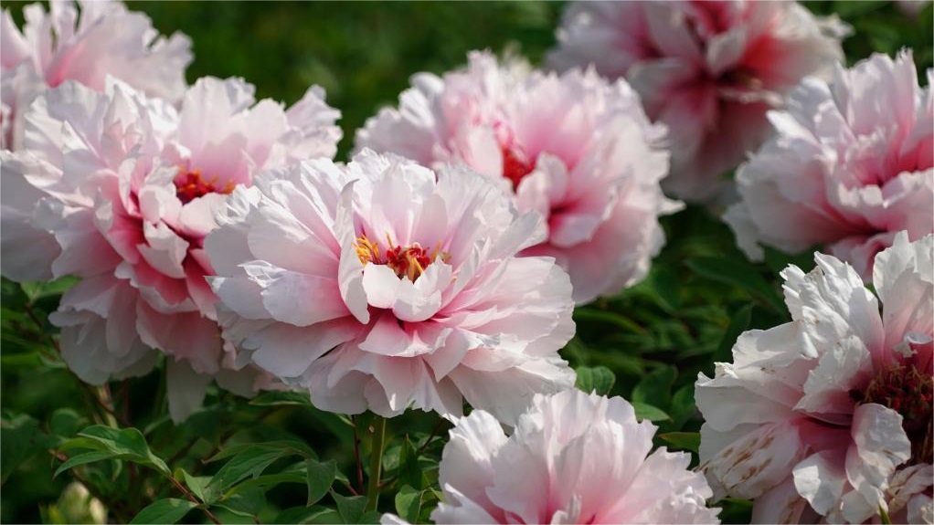 Luoyang explores culture related to peony flowers