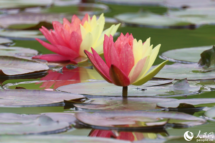 Two-colored water lily blooms in SE China's Xiamen