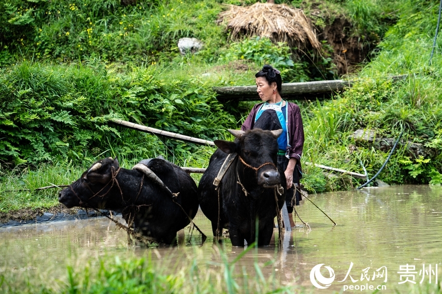 In pics: Spring farming underway in Jiabang terraced fields in SW China's Guizhou