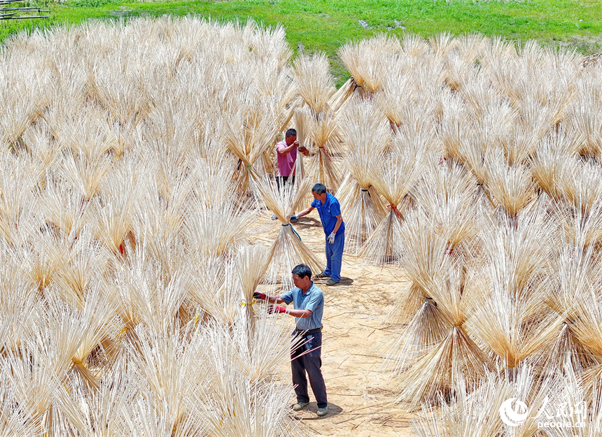 Yifeng county in E China's Jiangxi cultivates thriving bamboo industry