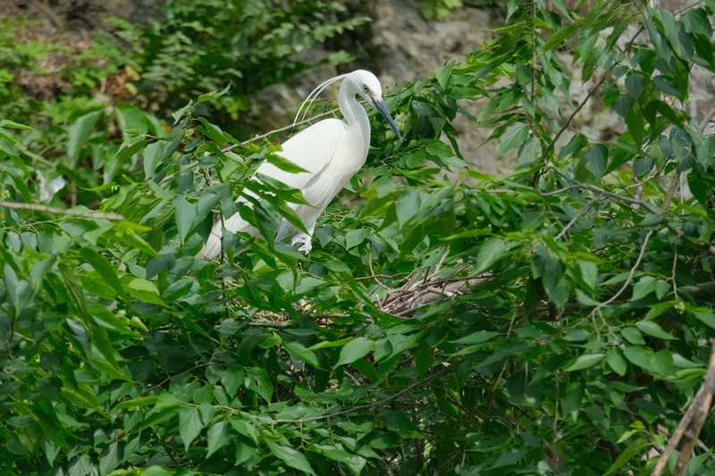 Sound environment attracts rising number of birds to Jianhe, China's Guizhou