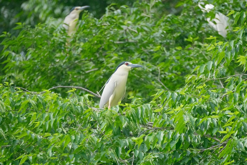 Sound environment attracts rising number of birds to Jianhe, China's Guizhou