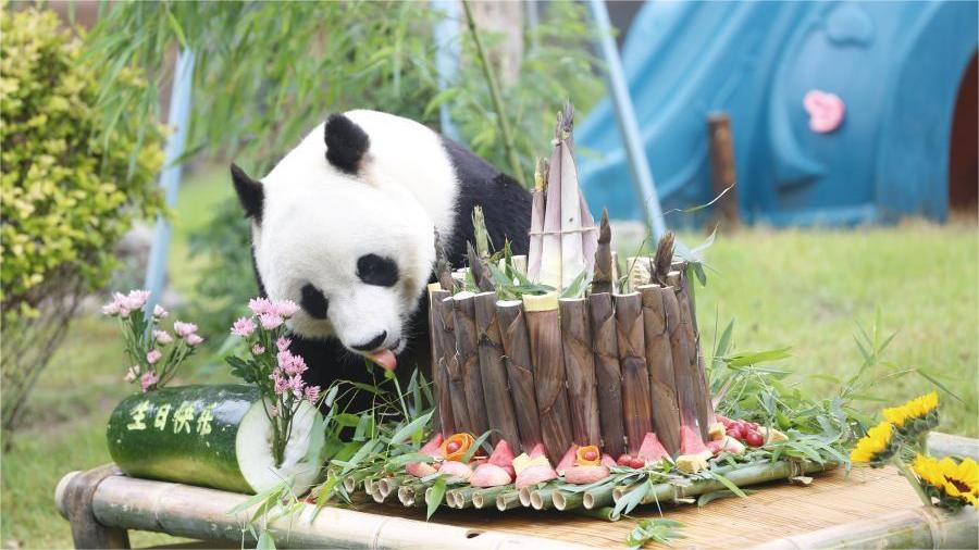 Giant panda Ya Ji celebrates 10th birthday