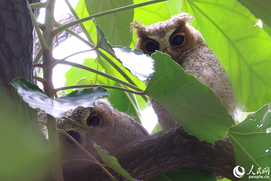 Collared scops owls spotted in Xiamen, SE China's Fujian