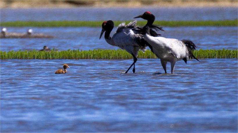 In pics: wild animals in China's Xizang