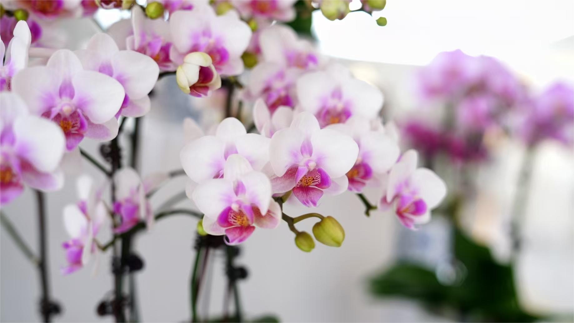 Town in SE China’s Fujian turns mining area into moth orchid greenhouses