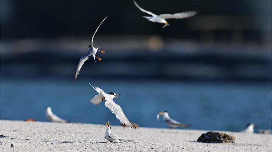 Little terns nest, take care of offspring in Xiamen, SE China's Fujian