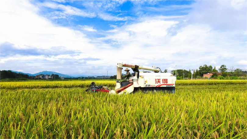 In pics: autumn harvest across China