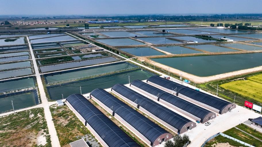 China's Yinchuan enters harvest season of aquatic products