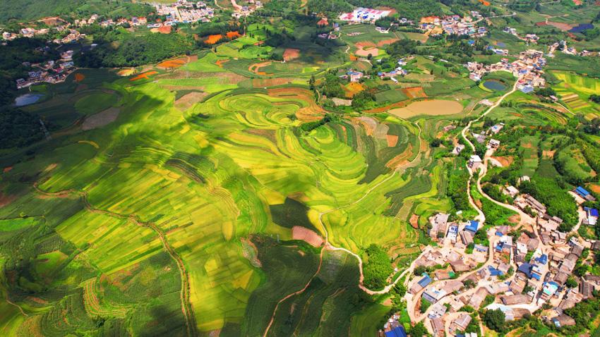 Golden rice fields signal bountiful harvest in SW China's Yunnan