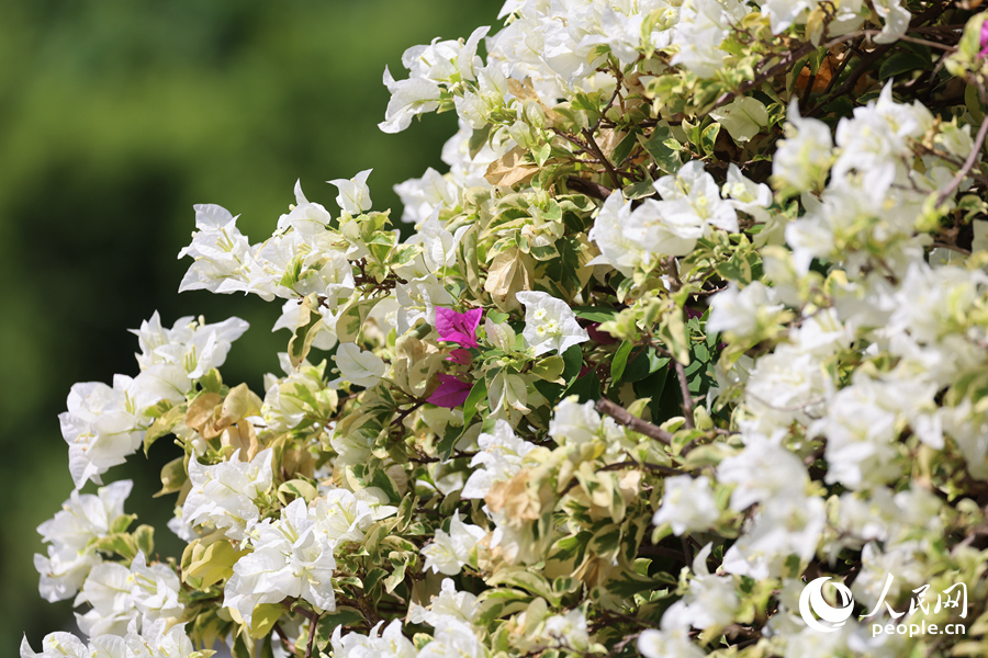 Colorful bougainvillea flowers blossom in Xiamen, SE China's Fujian