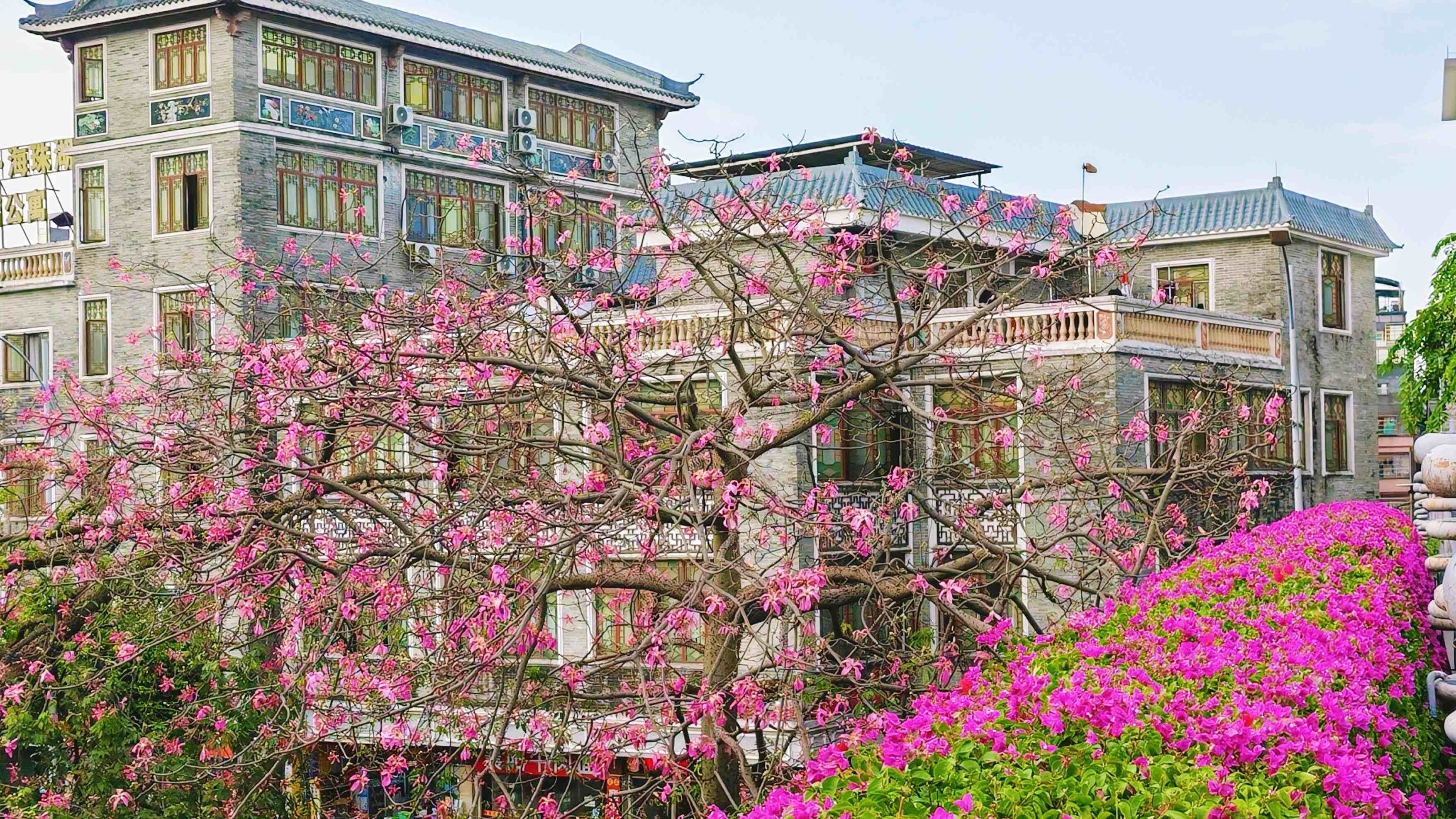 The autumn blossoming of pink flowers bring joy to S China's Guangzhou