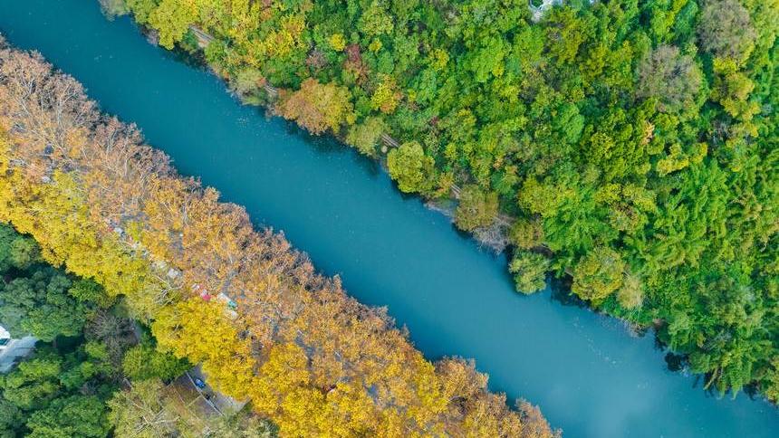 Golden avenue's enchanting late-autumn scenery in SW China's Guizhou