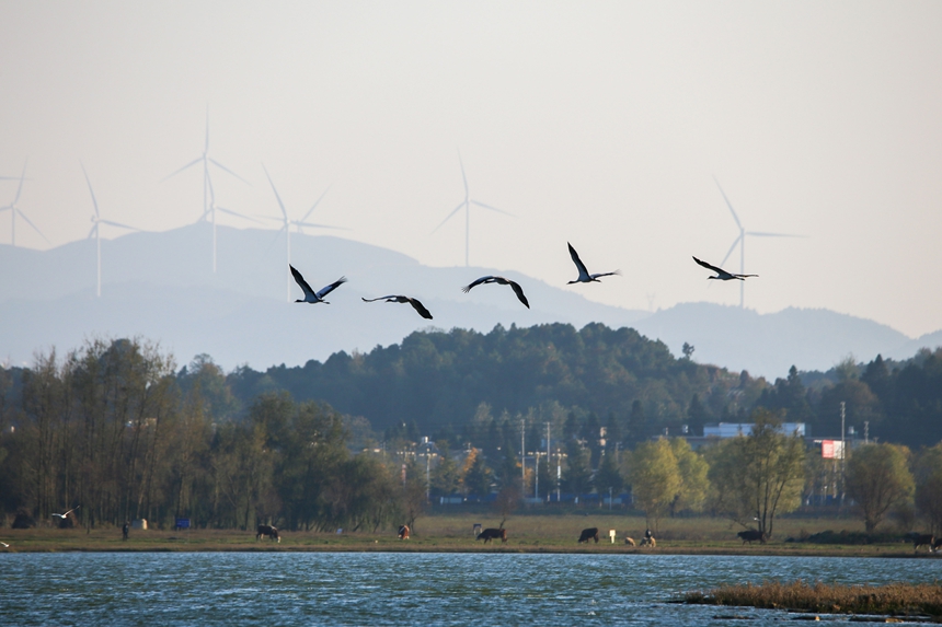 Migratory birds arrive at Caohai National Nature Reserve in SW China's Guizhou