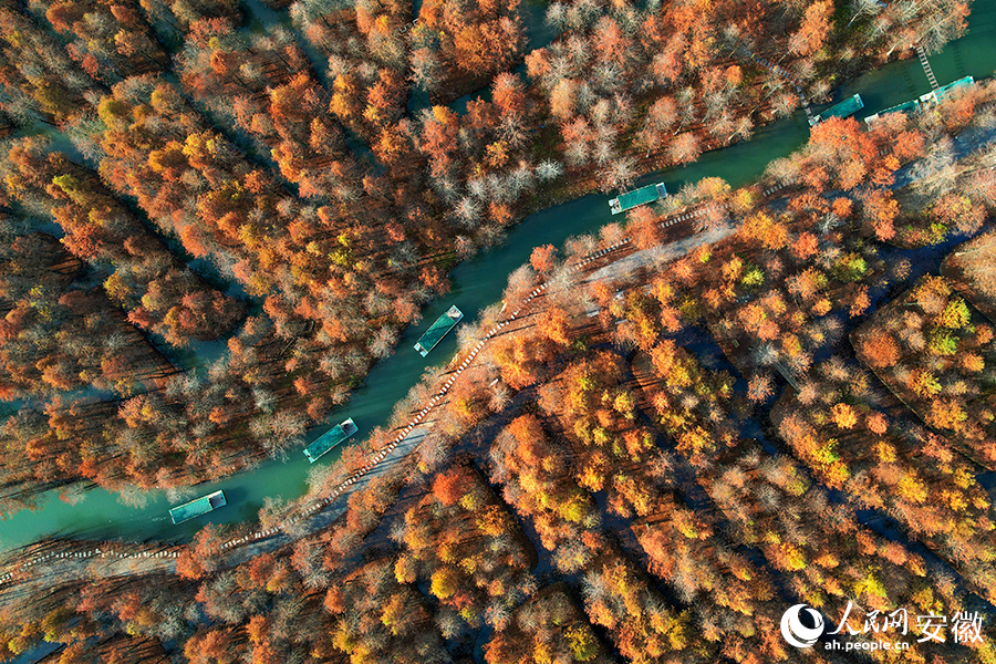 Vibrant bald cypress forests in Ningguo city, E China's Anhui enchant visitors