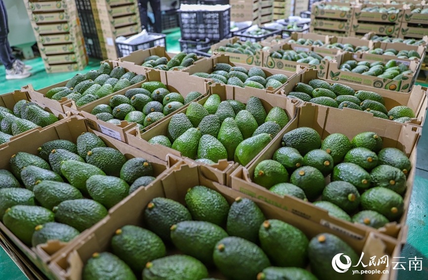 Menglian in SW China's Yunnan produces over 80 percent of country's avocados