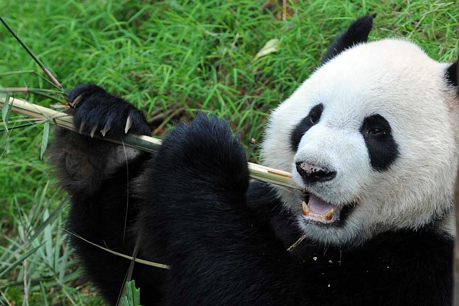 Kaikai eats bamboo at the Singapore River Safari, Nov 5, 2012. [Photo/Xinhua]