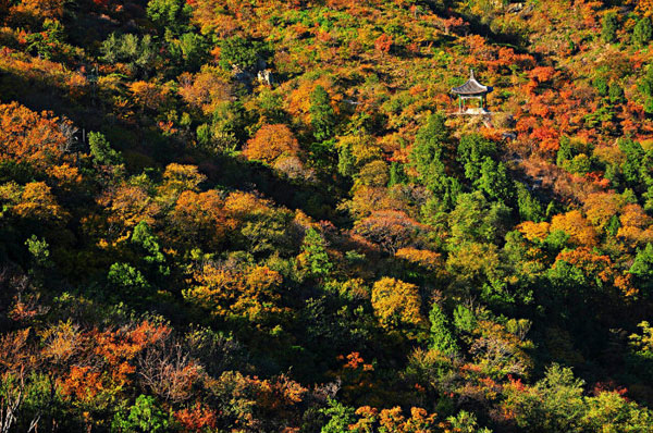 Autumn colors have begun to fade in the Chinese capital as winter sets in. But it is not too late to get a last glance of autumn at Fragrance Hills in west Beijing, where the fall foliage is still out in full force as this collection of photos taken on Thursday, November 8, 2012, shows. (Photo Source: CRIENGLISH.com/Song Xiaofeng)