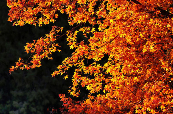 Autumn colors have begun to fade in the Chinese capital as winter sets in. But it is not too late to get a last glance of autumn at Fragrance Hills in west Beijing, where the fall foliage is still out in full force as this collection of photos taken on Thursday, November 8, 2012, shows. (Photo Source: CRIENGLISH.com/Song Xiaofeng)